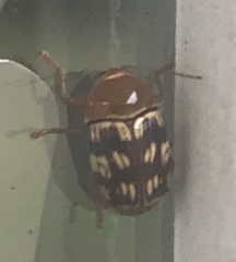 Cryptocephalus badius