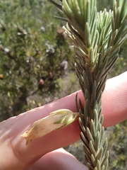 Erica viscaria pendula