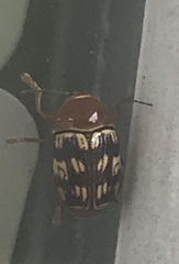 Cryptocephalus badius