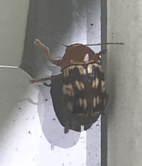 Cryptocephalus badius