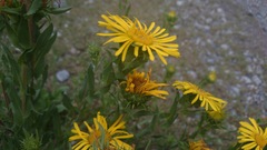 Grindelia greenmanii