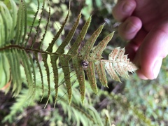 Leptobunus parvulus