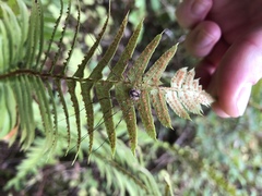 Leptobunus parvulus