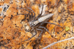 Oxyopes tridens