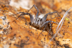 Oxyopes tridens