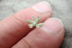 Ozothamnus leptophyllus