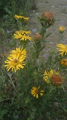Grindelia greenmanii