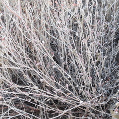 Eriogonum polycladon