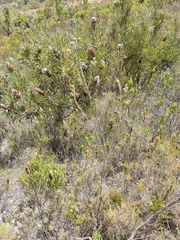 Erica viscaria pendula