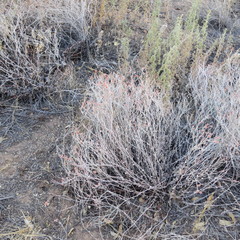 Eriogonum polycladon