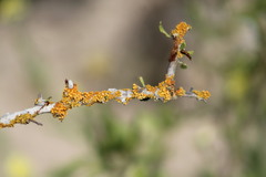 Xanthomendoza concinna