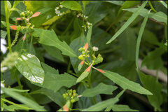 Euphorbia heterophylla image