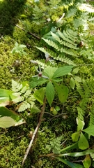 Oclemena acuminata image