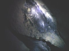 Dermochelys coriacea