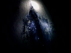 Dermochelys coriacea