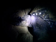 Dermochelys coriacea