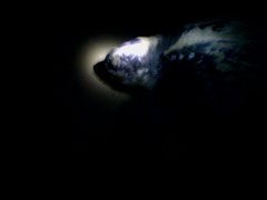 Dermochelys coriacea