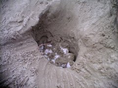 Dermochelys coriacea