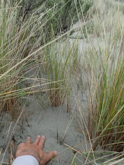 Ozothamnus leptophyllus