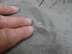 Ozothamnus leptophyllus