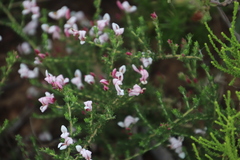 Aspalathus submissa