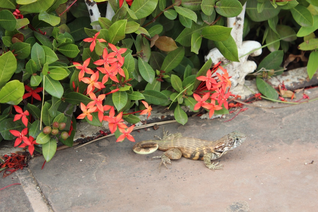 Northern Curly-tailed Lizard from Trinidad ja Valle de los Ingenioksen ...