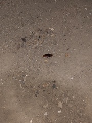 Periplaneta americana