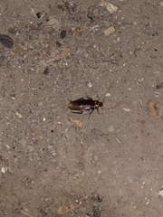 Periplaneta americana