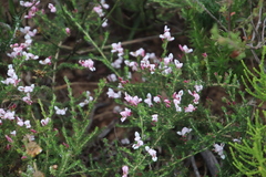 Aspalathus submissa