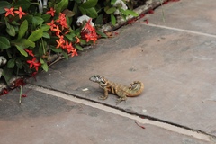 Leiocephalus carinatus