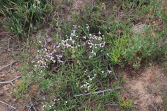 Aspalathus submissa