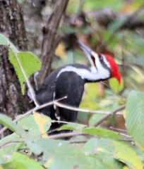 Dryocopus pileatus