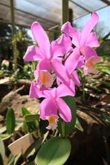 Cattleya harrisoniana