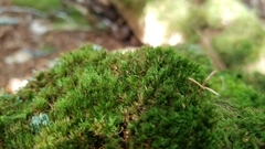 Dicranum flagellare