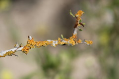 Xanthomendoza concinna