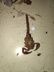 Thorellius intrepidus