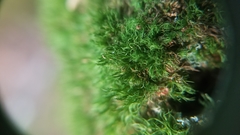 Dicranum flagellare