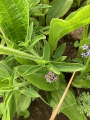 Pentanisia prunelloides prunelloides