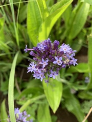 Pentanisia prunelloides prunelloides