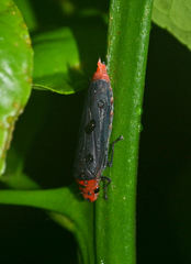 Aulacizes quadripunctata