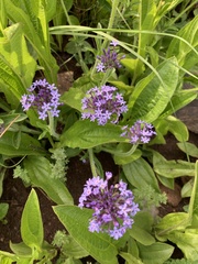 Pentanisia prunelloides prunelloides