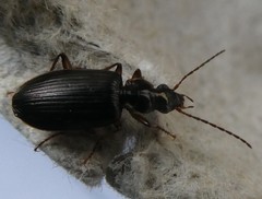 Notagonum