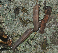 Meghimatium pictum