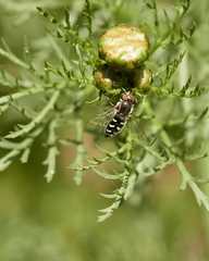 Austroscaeva melanostoma