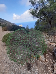 Euphorbia dendroides