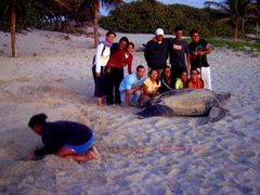 Dermochelys coriacea