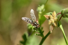 Austroscaeva melanostoma