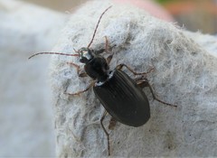 Notagonum