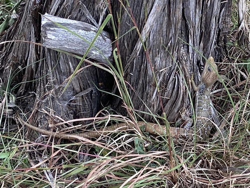 Texas Alligator Lizard, Gerrhonotus infernalis
