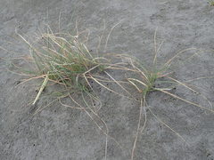 Carex pumila